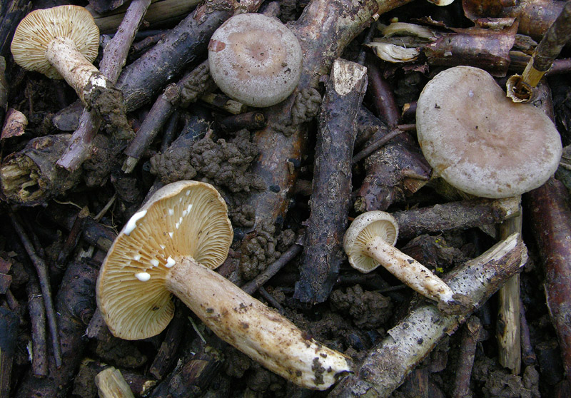 2.Lactarius sp.